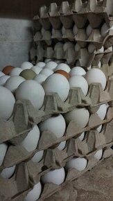 Domácí slepičí vajíčka/vejce