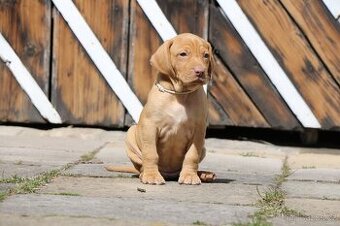 Maďarský ohař s PP  - vizsla