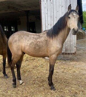 Appaloosa valášek