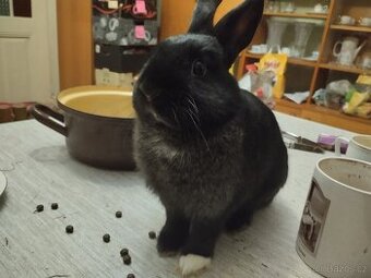 Králíček 🐰 zakrslý na králičí hop či mazlíčka