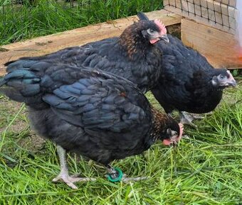 Kohout marans