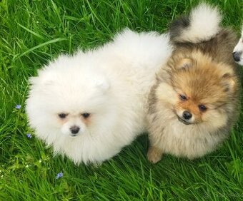 Pomeranian