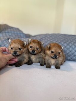 Pomeranian s PP FCI