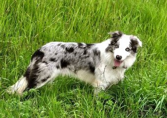 Prodám patnáctimesicniho blue merle pejska border collie s P