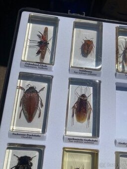 Brouci hmyz entomologie těžítka bezobratlí v pryskyřici epox
