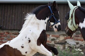 Líbivý Paint Horse hřebeček, APH