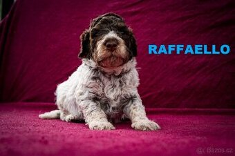 Lagotto Romagnolo - pejsci s PP