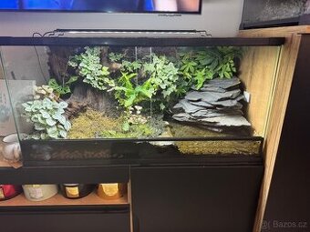 Prodam terarium na pralesnicky