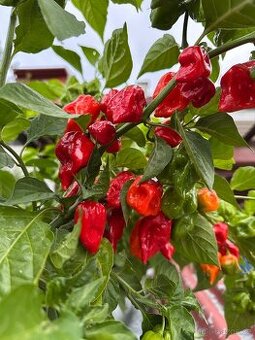 Habanero Red Savina