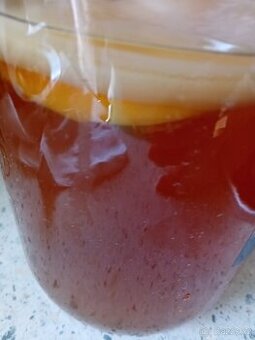 Kombucha houba,léčivá, blahodárně působí na organismus
