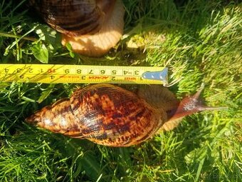 Šnek africký cca 15cm velký