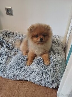 Prodám štěně pomeraniana s PP