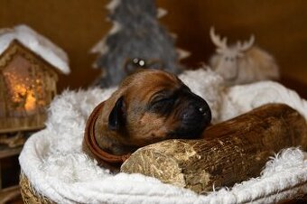 Rhodeský Ridgeback - štěňátka s PP