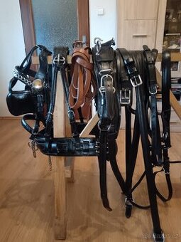 Poprsní postroj na Welsh pony B