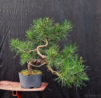 PRE Bonsai - Pinus sylvestris 5