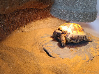 Želva stepní / čtyřprstá