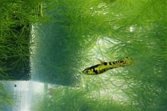 Živorodky a krevety