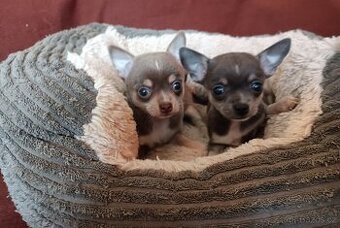 Čivava - štěňátka bez pp