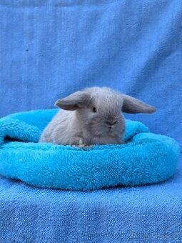 Nádherní zakrslí králíčci k rezervaci