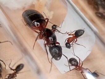 Mravenec dřevokaz (Camponotus ligniperda)
