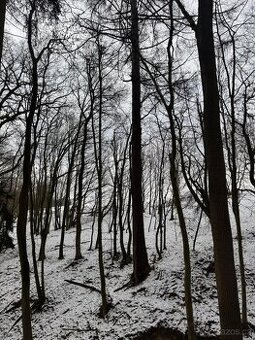 Prodej lesních pozemků k.ú. Rychtářov