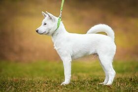 Kishu - Goro bílý pes