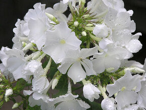 Flox vysoký, bílá barva květu, sazenice