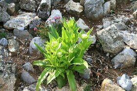 Hořec Tibetský-Gentiana tibetica 500 semen 50 Kč