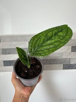 Monstera PERU Karstenianum