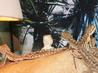 Agama vousatá (Pogona viticeps)