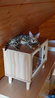 Bengalská kočka-koťátka