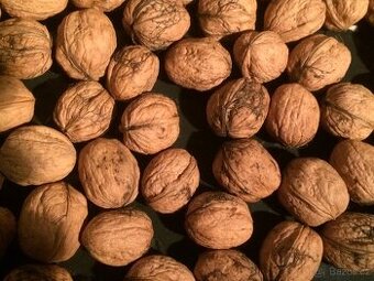 PRODÁM  LOŇSKÉ VLAŠSKÉ OŘECHY V BIO KVALITĚ