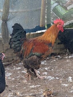 🐓💍 Ženichové hledají kurí harém