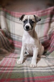 Whippet,  Vipet, bez pp