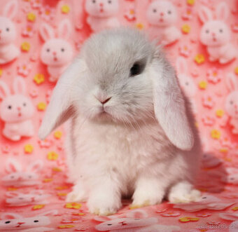 Zakrslý beránek NHD samička