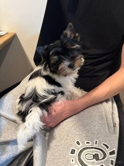 Biewer jorkšírský teriér