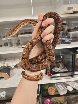 Samec užovka červená