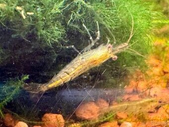 Krevetky akvarijní - 1