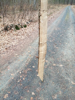 Kůly dub 100 kč/kus, délka 210cm