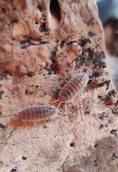 Porcellio sp. sevilla caramel - 1