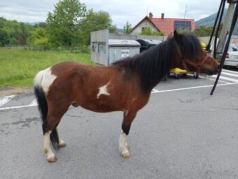 Pony - 1