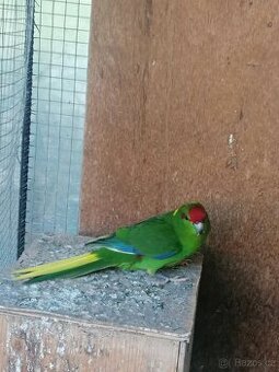 Kakariki