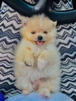 Pomeranian fenecka