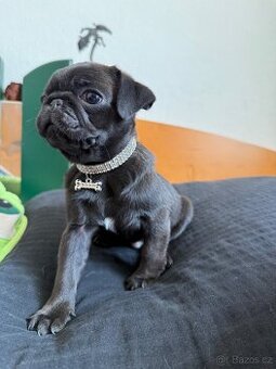 Mops bez pp