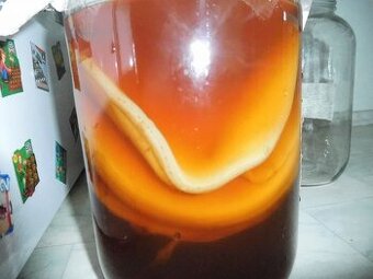 KOMBUCHA- ČAJOVÁ HOUBA NA LÉČIVÝ NÁPOJ