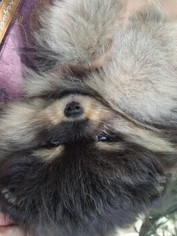 Pomeranian black and tan, PP FCi