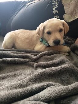 Labrador