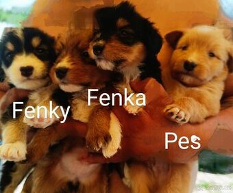 Havanský psik