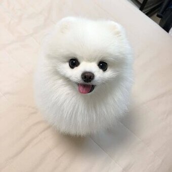 Roztomilá štěňata pomeranianů