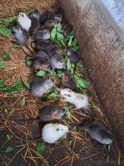Nutrie - 1